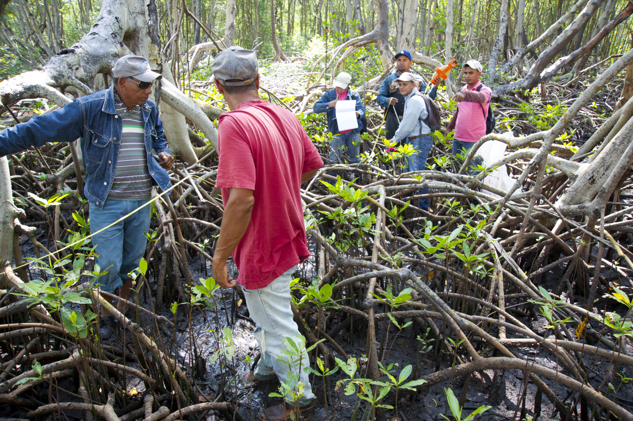 March 7, 2013, Manzanillo, Dominican Republic - Agrofrontera staff members carry out tests in the mangrove forests of the Mangroves of Estero Balsa Protected Area to analyze organic content. Counterpart supports Agrofrontera using a Frohring Foundation grant.