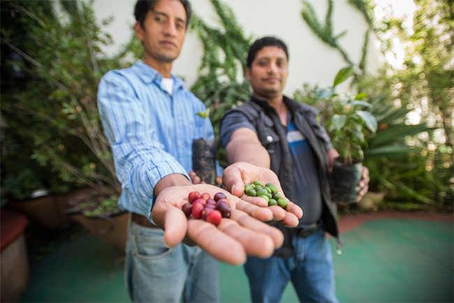 Guatemalan coffee farmers