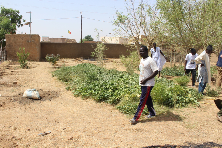 Community garden at one of the program schools in Senegal