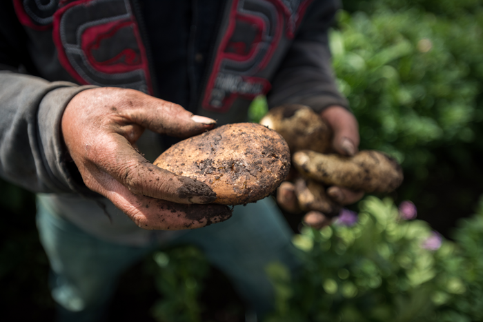 Guatemalan farmer holding potato