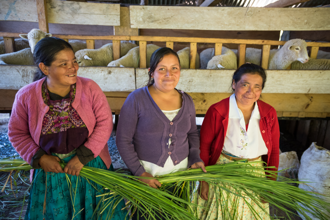 Members of the CADER raising sheep in Guatemala
