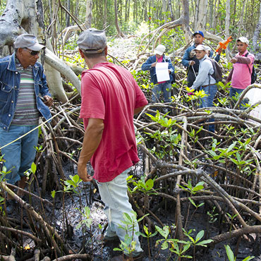 Mangrove Restoration in the Dominican Republic